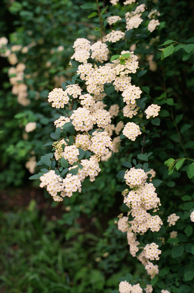 Изображение особи род Spiraea.