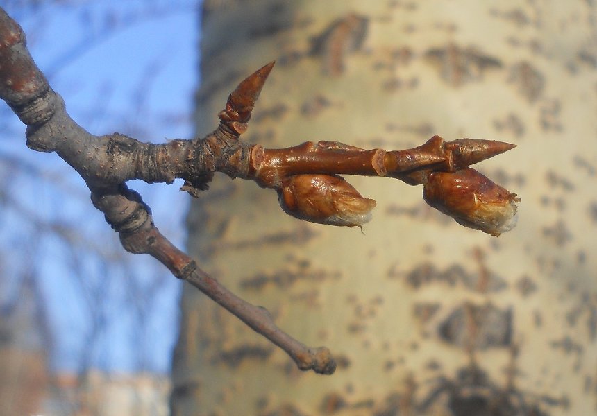 Изображение особи Populus tremula.