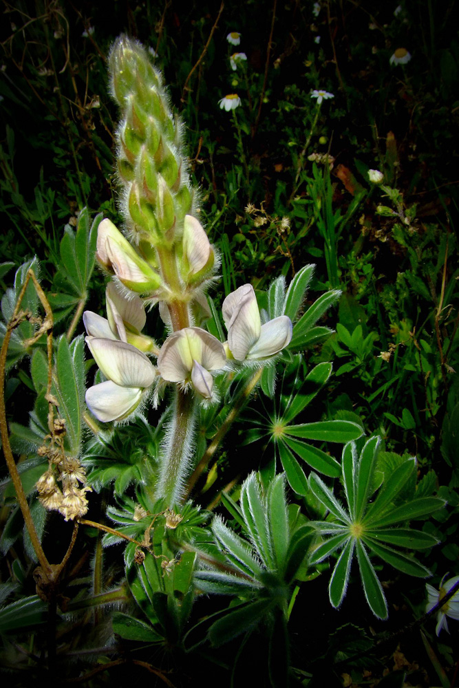 Изображение особи Lupinus palaestinus.