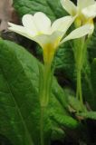 Primula vulgaris. Цветок (вид сбоку). Крым, гора Северная Демерджи, западный склон, дубовый лес. 20 апреля 2012 г.