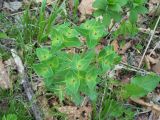 Euphorbia komaroviana