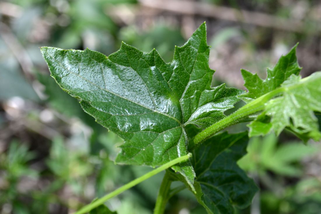 Image of Bryonia alba specimen.