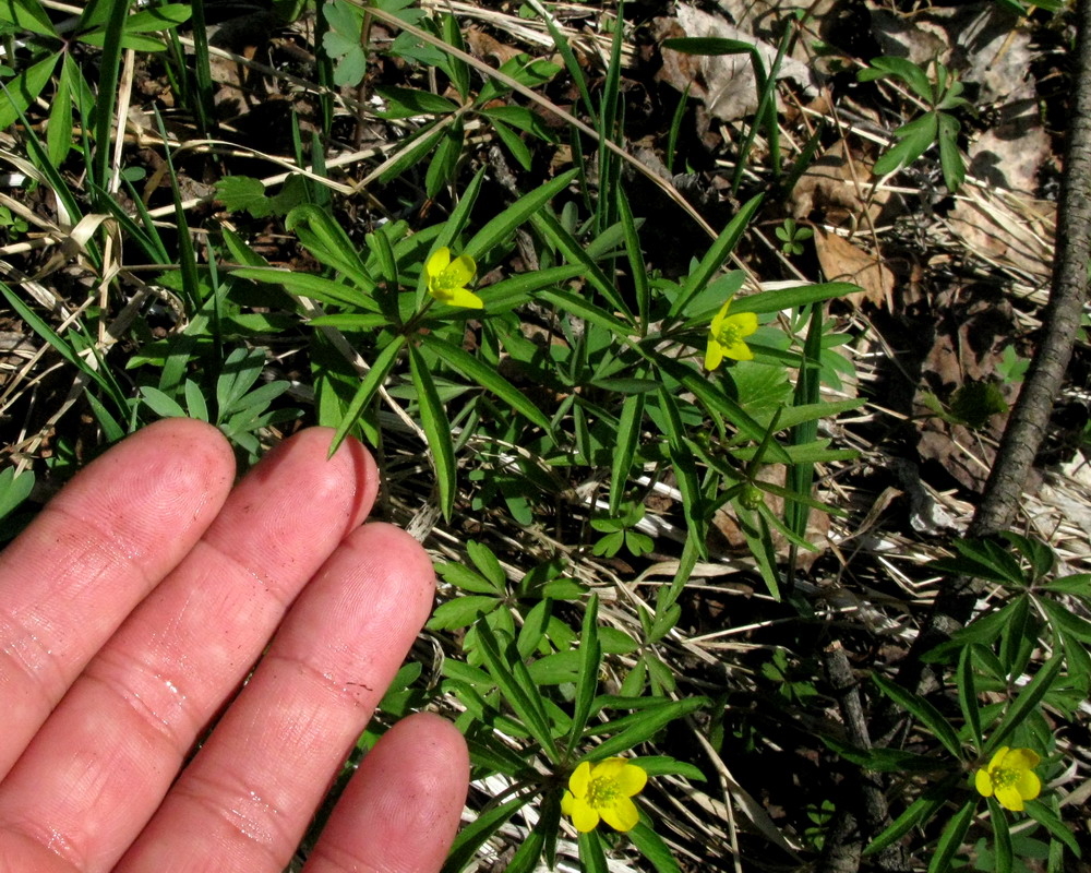 Изображение особи Anemone jenisseensis.