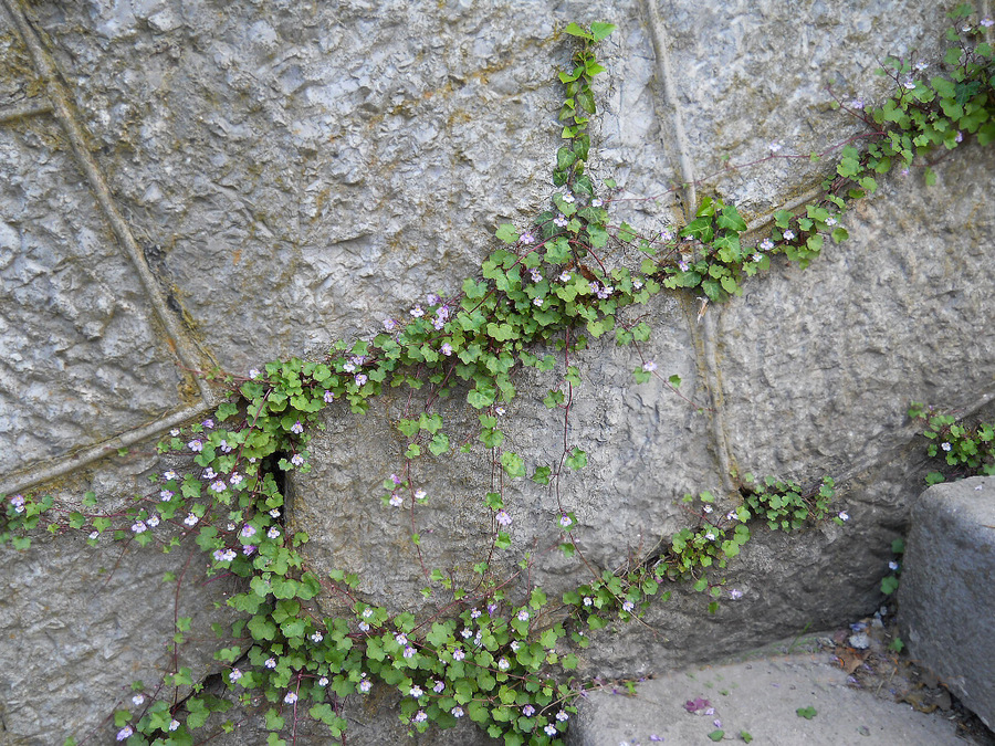 Image of Cymbalaria muralis specimen.
