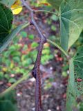 Cercis siliquastrum. Средняя часть побега. Зап. Крым, г. Саки, территория детского оздоровительного лагеря \"Прибрежный\". 30.08.2011.