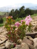 Lamium glaberrimum