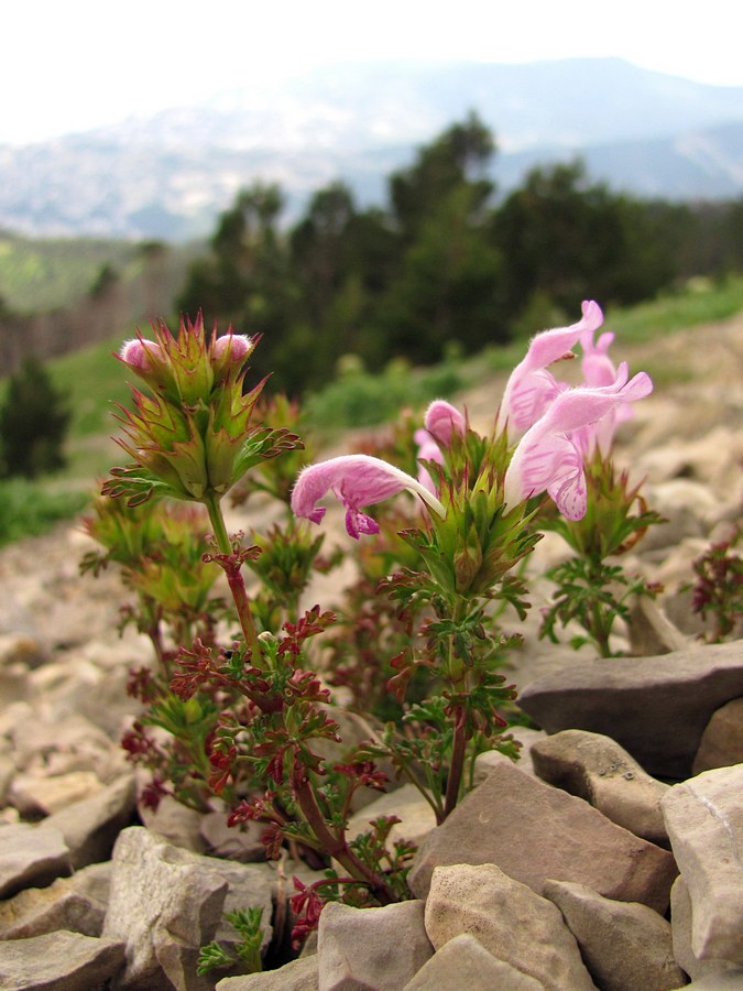 Image of Lamium glaberrimum specimen.