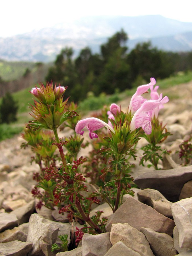 Изображение особи Lamium glaberrimum.