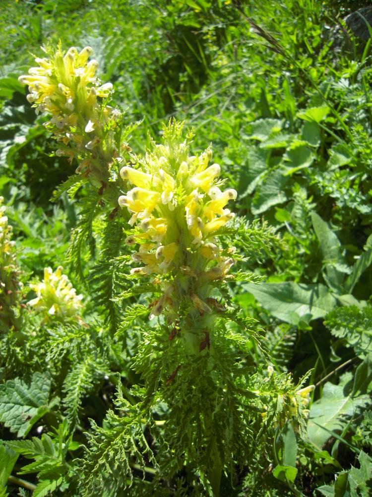 Изображение особи Pedicularis condensata.