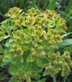 Euphorbia pilosa. Соплодие. Казахстан, Восточно-Казахстанская область; Западный Алтай, скл. Ульбинского хребта, окр. с. Ушановское. 06.06.2012.