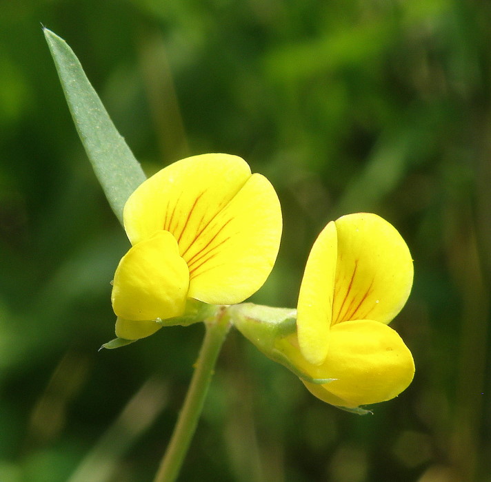 Изображение особи Lotus frondosus.