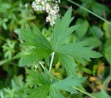 Geranium collinum. Лист. Украина, Донецкая обл., Славянский р-н, окр. с. Богородичное. 10.07.2012.