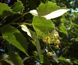 Tilia platyphyllos