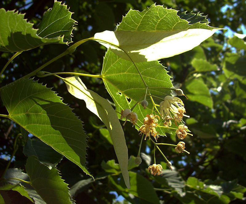 Изображение особи Tilia platyphyllos.