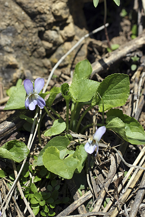 Image of Viola suavis specimen.