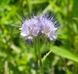 Phacelia tanacetifolia