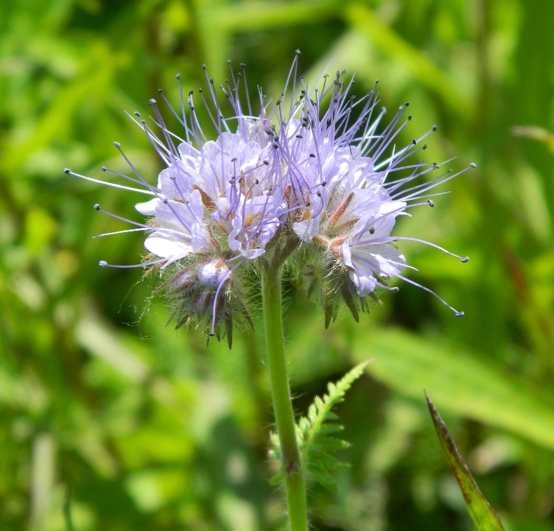 Image of Phacelia tanacetifolia specimen.