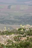 Eremurus lactiflorus. Цветущие растения на фоне долины Арыси. Южный Казахстан, горы Каракус; высота 1000 м н.у.м. 20.04.2012.