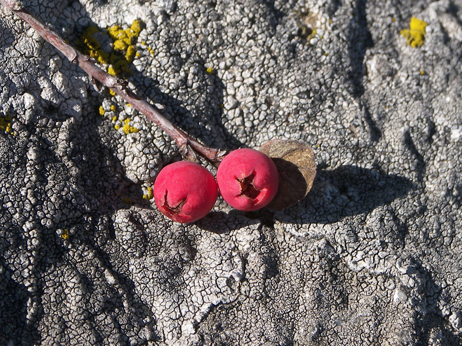 Image of Cotoneaster nefedovii specimen.