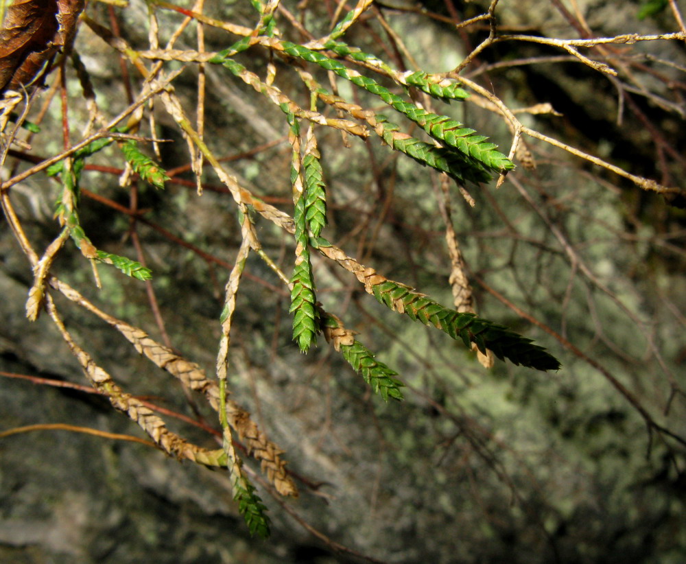 Изображение особи Selaginella sanguinolenta.