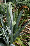 Yucca filamentosa. Листья. Германия, г. Krefeld, ботанический сад. 31.07.2012.