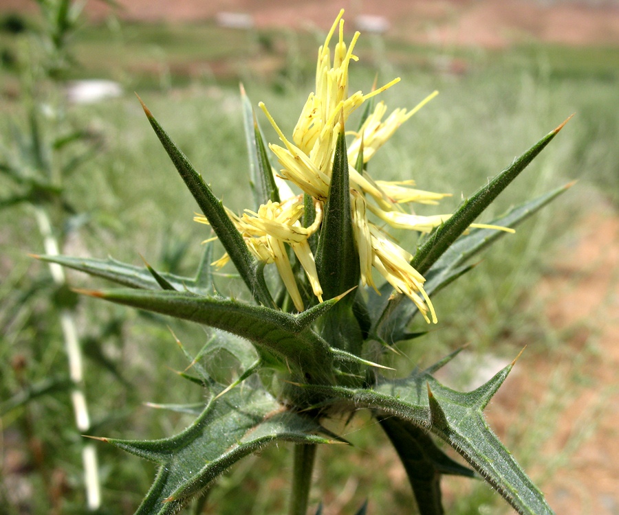 Изображение особи Carthamus &times; turkestanicus.