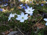 Hepatica nobilis. Цветущее растение (белоцветковая форма). Карелия, Ладожское озеро, о. Валаам, темнохвойный лес. 15.05.2012.