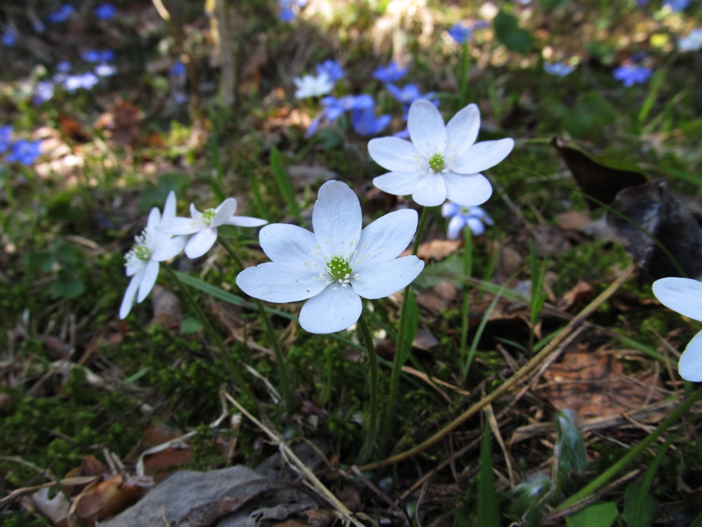 Изображение особи Hepatica nobilis.