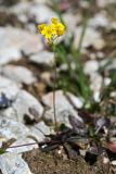 Draba hispida. Цветущее растение. Республика Адыгея, плато Лаго-Наки, ур. Верх. Цица. 24.07.2012.