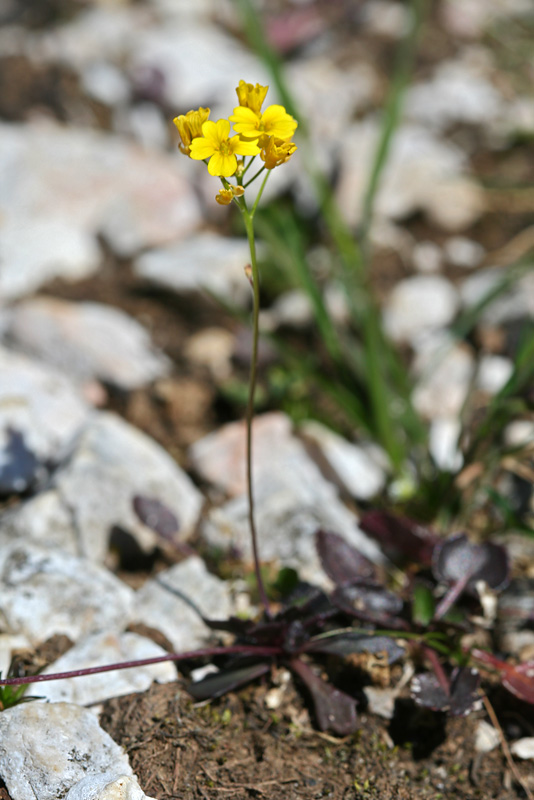 Изображение особи Draba hispida.