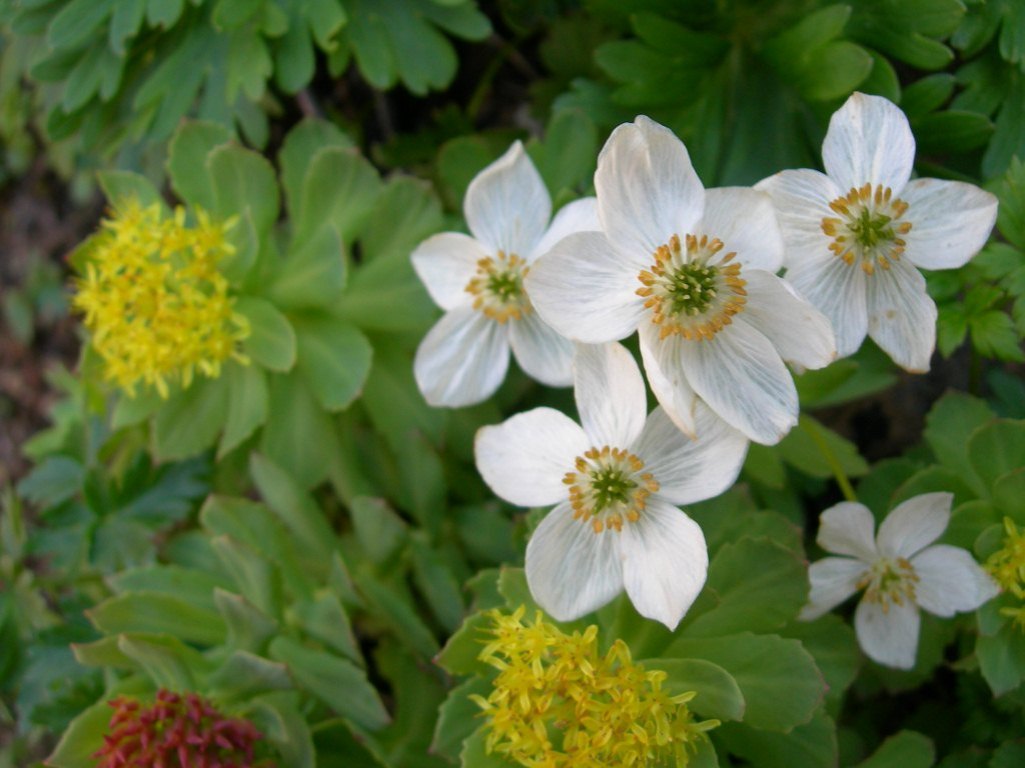 Изображение особи Anemonastrum sachalinense.