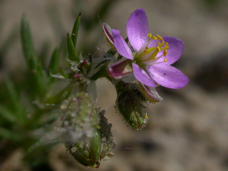 Image of Spergularia rubra specimen.
