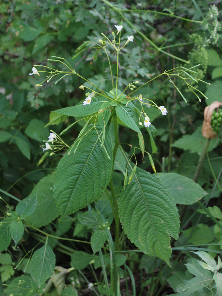 Image of Impatiens parviflora specimen.