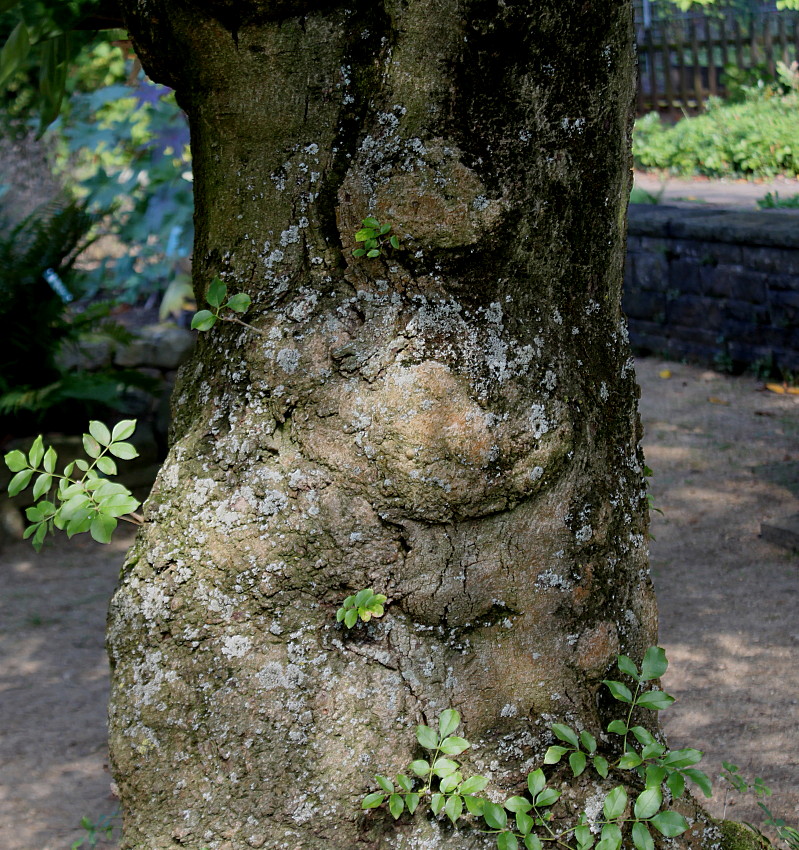 Изображение особи Fraxinus ornus.