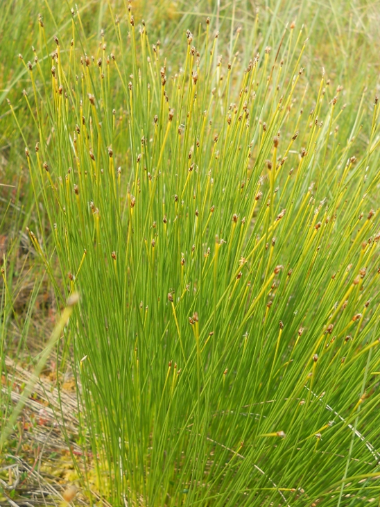 Изображение особи Trichophorum cespitosum.