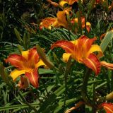 Hemerocallis × hybrida. Верхушки побегов с цветками и бутонами (культивар 'Frans Hals'). Испания, автономное сообщество Каталония, провинция Барселона, г. Барселона, парк Гуэля. 8 июля 2012 г.