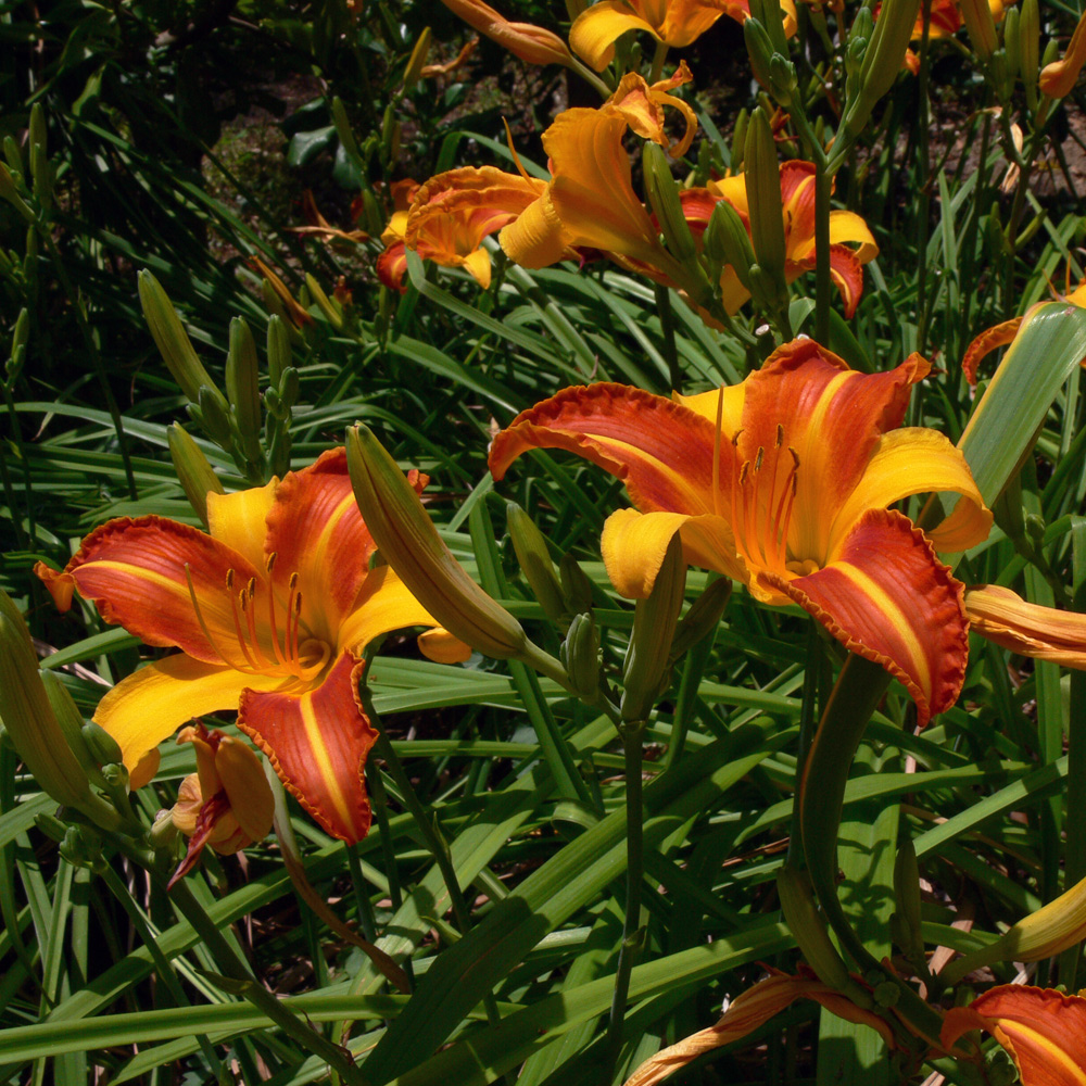 Изображение особи Hemerocallis × hybrida.