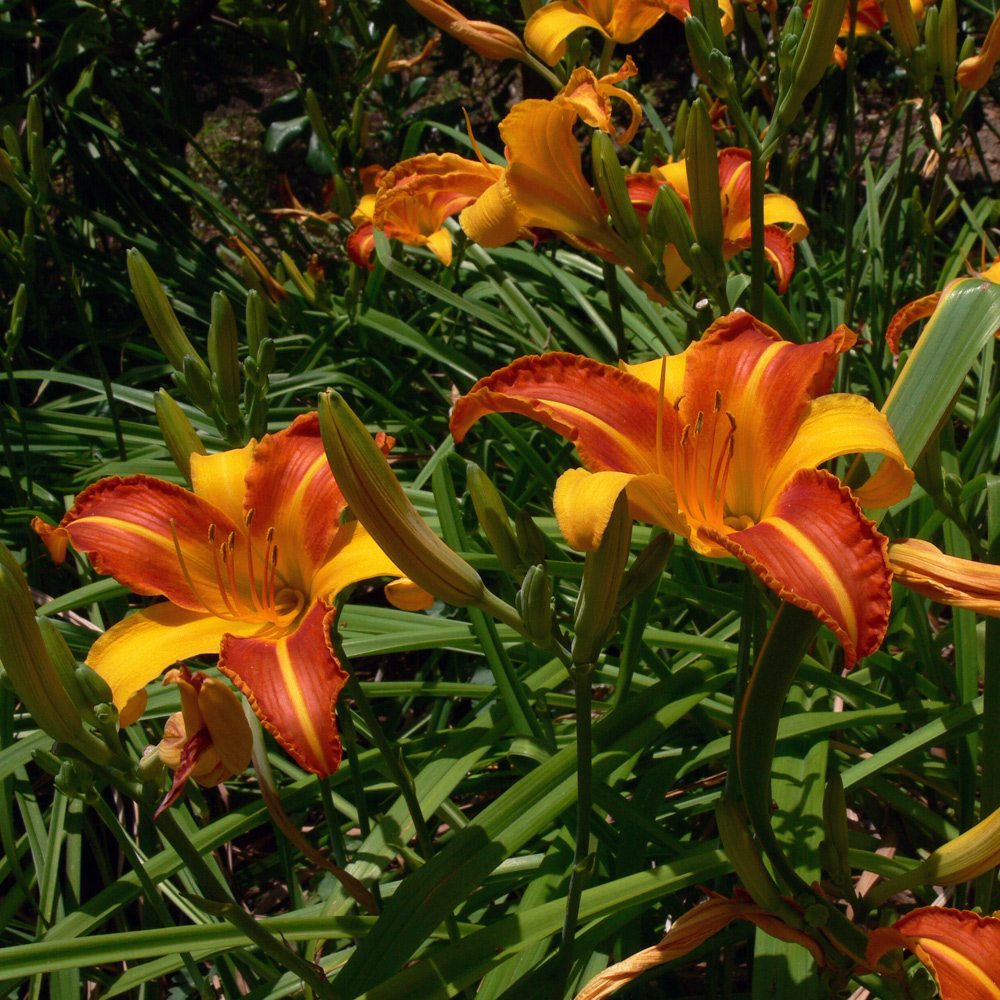 Изображение особи Hemerocallis &times; hybrida.