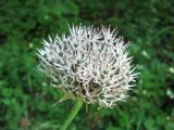 Allium cyrilli