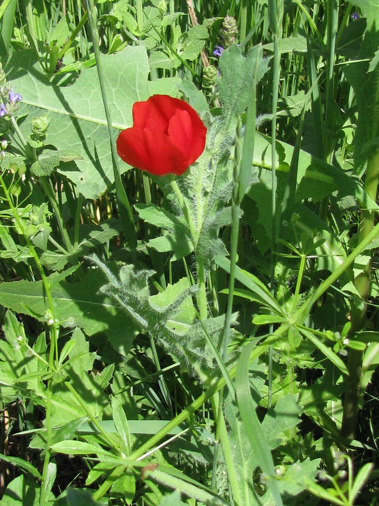 Image of Glaucium corniculatum specimen.