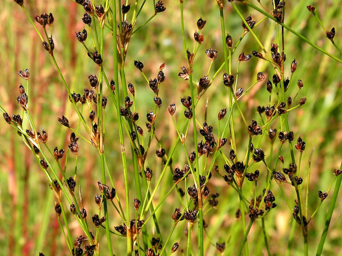 Изображение особи Juncus alpino-articulatus ssp. fischerianus.