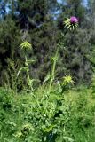 Silybum marianum