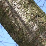 Cerasus avium. Часть скелетной ветви. Германия, г. Кемпен, в городском саду. 05.03.2013.