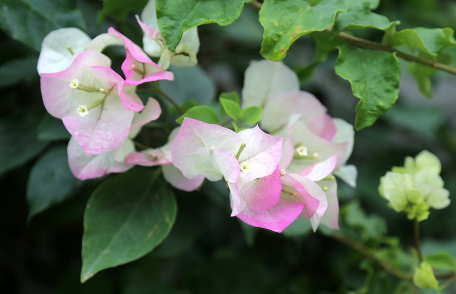 Изображение особи род Bougainvillea.