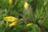 Hypecoum procumbens