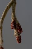 Image of taxon representative. Author is Владимир Семашко