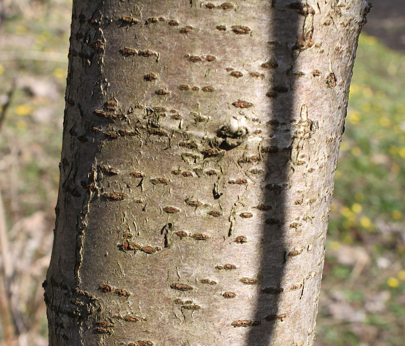 Image of Rhus typhina specimen.