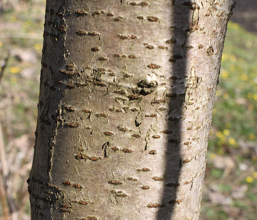 Изображение особи Rhus typhina.