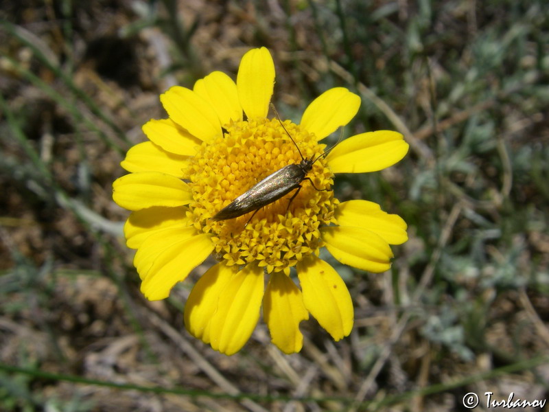 Изображение особи Anthemis monantha.