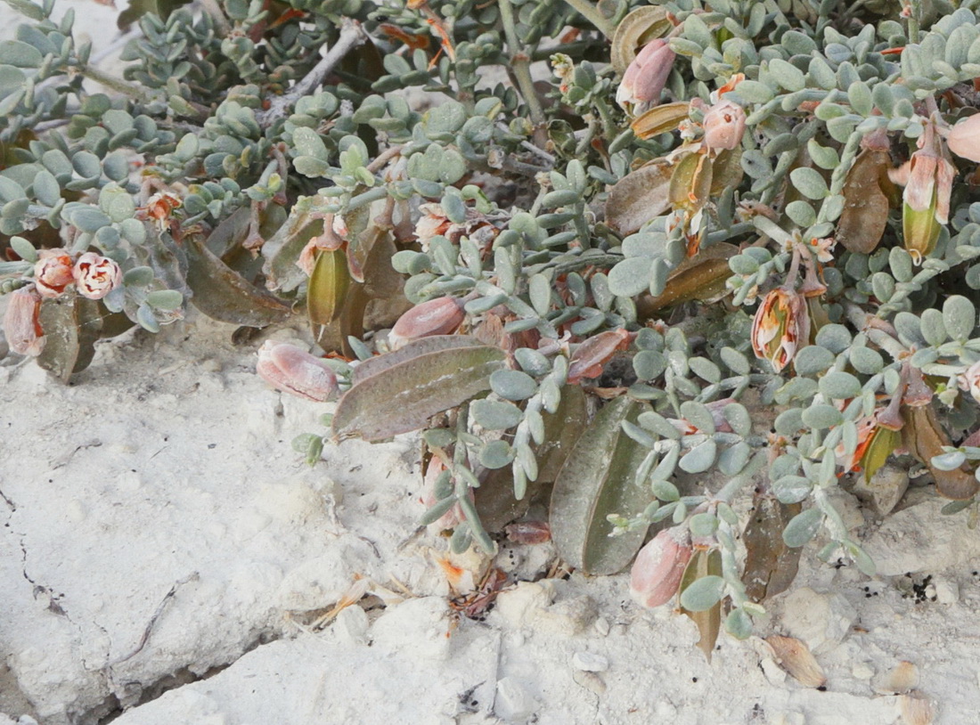 Image of Zygophyllum pinnatum specimen.